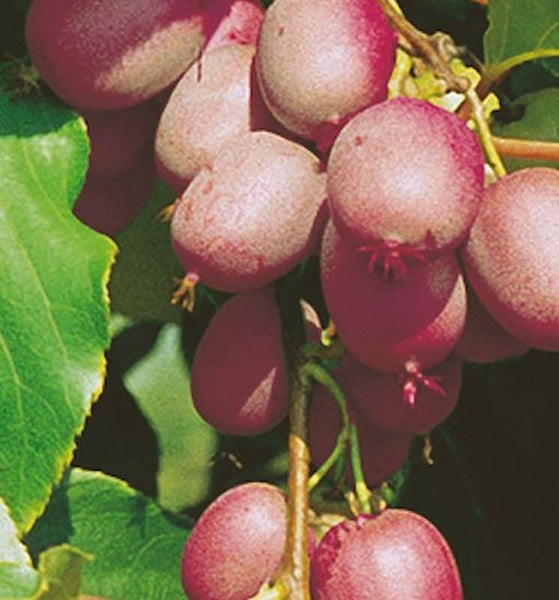 Strahlengriffelbeere mit Früchten und Blättern.