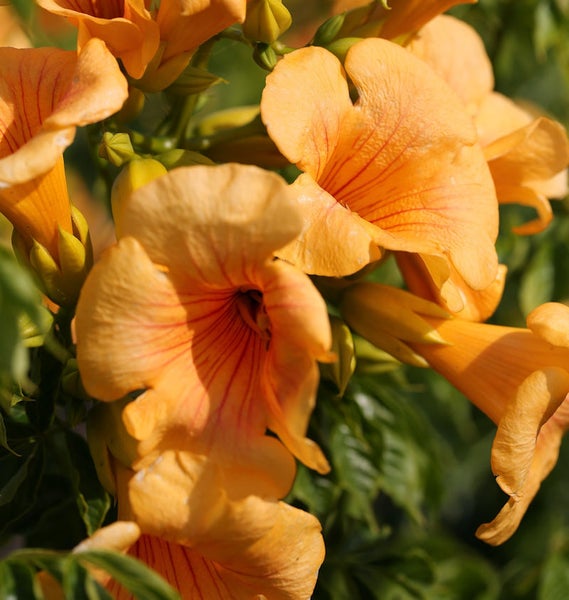 Nahaufnahme von Trompetenblumen