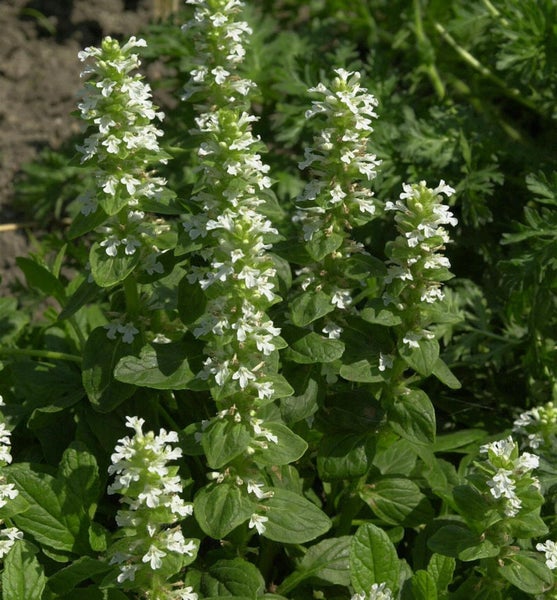 Blühende Poleiminze Pflanze im Garten