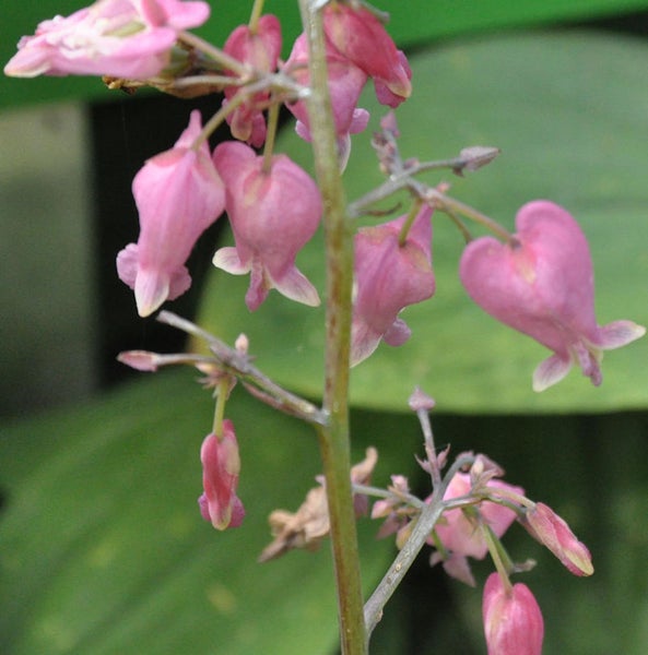 Blüten einer Tränendes Herz Pflanze