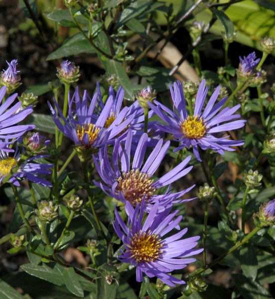 Nahaufnahme von lila Raublattastern mit gelben Blütenkörbchen