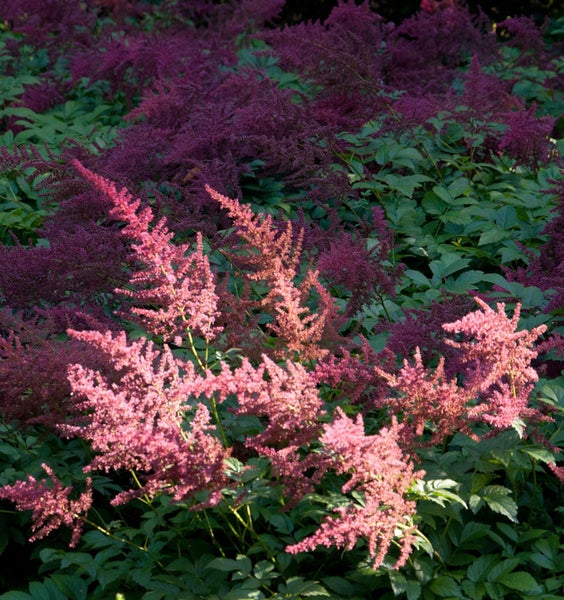 Astilbenblüten im Gartenbeet