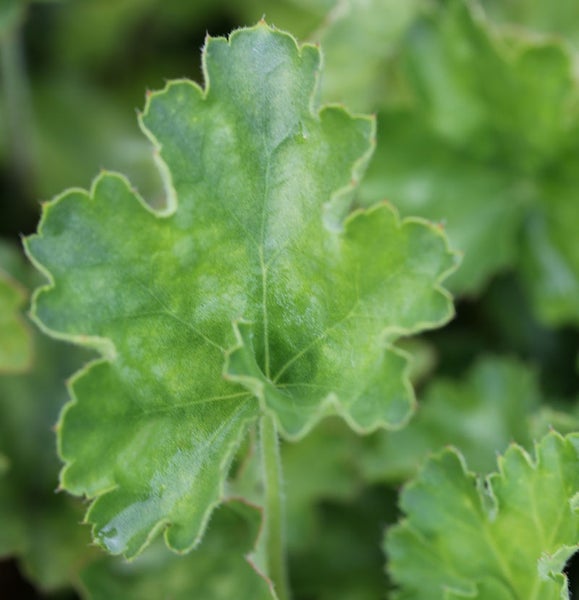 Nahaufnahme eines einzelnen Heuchera Blattes