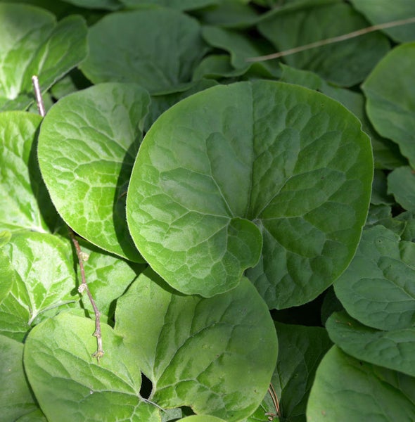 Nahaufnahme von runden, grünen Ingwerblättern im Garten