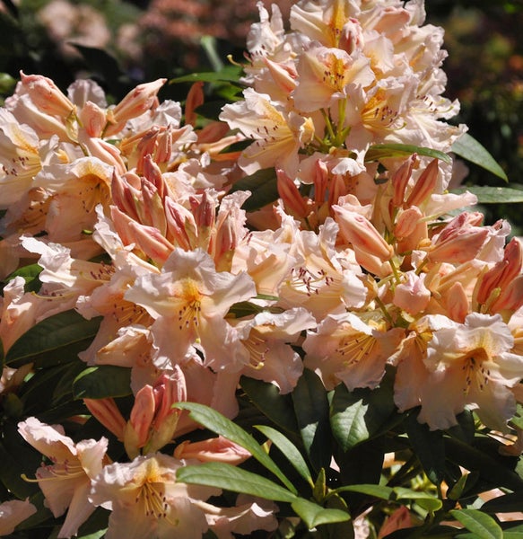 Rhododendronblüten mit grünen Blättern