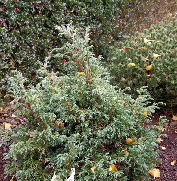 Nahaufnahme eines wachsenden bläulichgrünen Zwergbaums im Außenbereich.