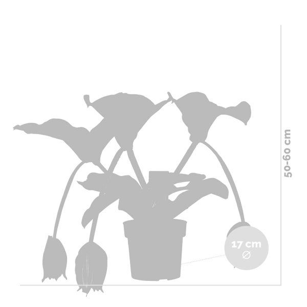 Medinilla magnifica - Medinilla - Zimmerpflanze - Pflegeleichte Pflanze für Innenräume - ⌀17 cm - 50-60 cm