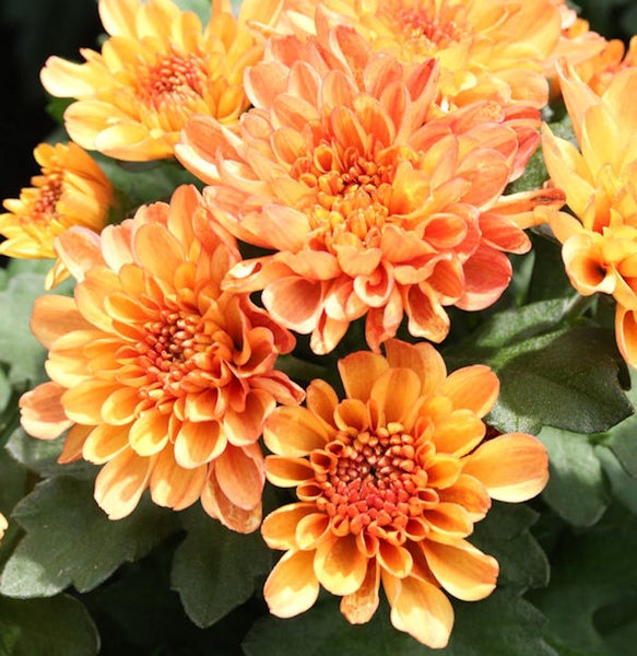 Nahaufnahme von orangefarbenen Chrysanthemenblüten