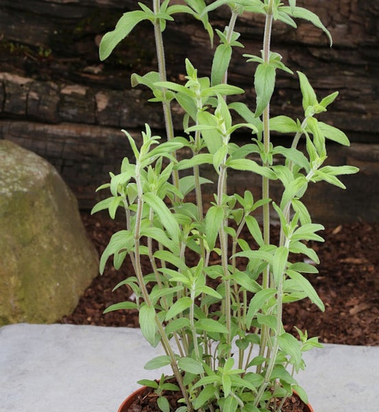 Aufnahme einer Oregano-Pflanze im Topf