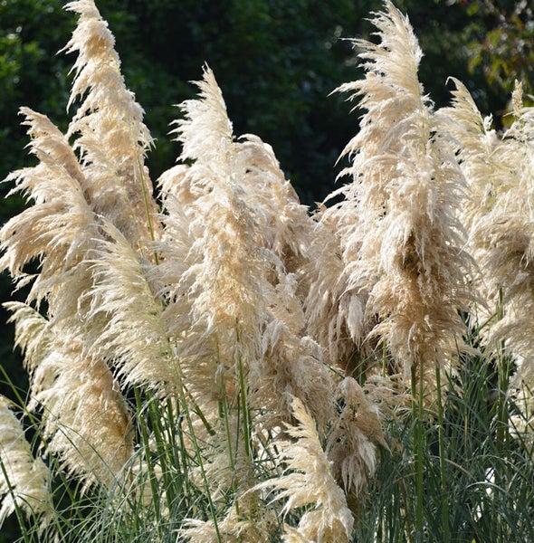 Pampasgras mit dekorativen Blütenständen
