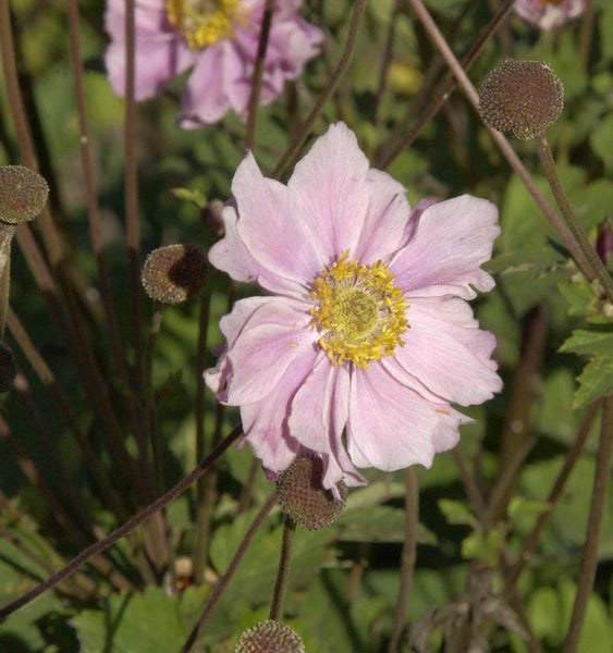 Nahaufnahme einer rosa Herbst-Anemone mit gelber Mitte