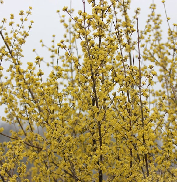 Blühender Kornelkirschstrauch im Detail