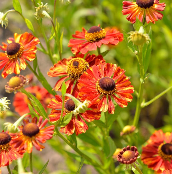 Nahaufnahme von Sonnenbraut Blumen im Garten.