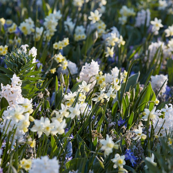 Bloomique - Mischung aus 50 - 6 Monate alten Blumen - schmetterlingsfreundlich - Mischung aus 8 Sorten - Blumenzwiebeln - Frühlingsblüte - mehrjährige Pflanzen - wächst von 5 bis 70 cm
