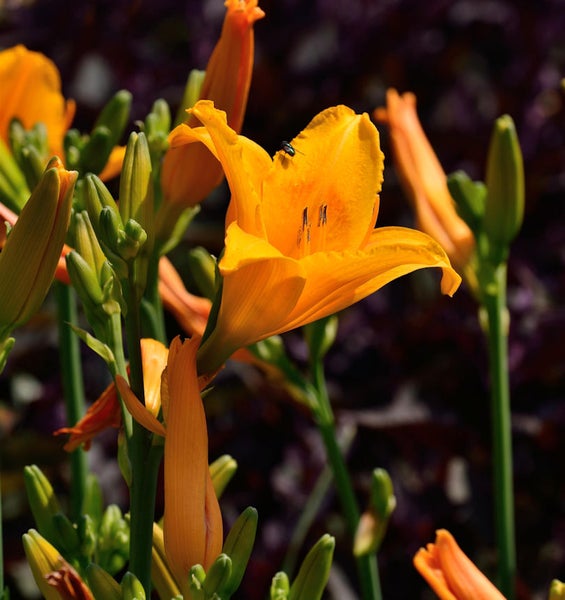 Nahaufnahme einer Taglilie mit einer Fliege auf der Blüte