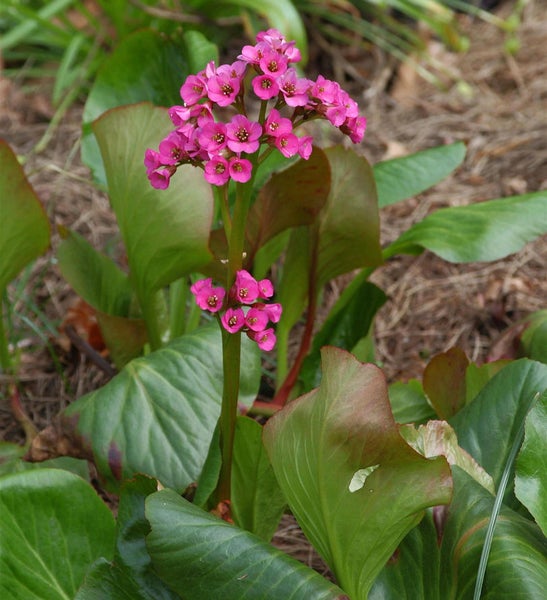 Blüte der Bergenie mit rosa Blüten und grünen Blättern