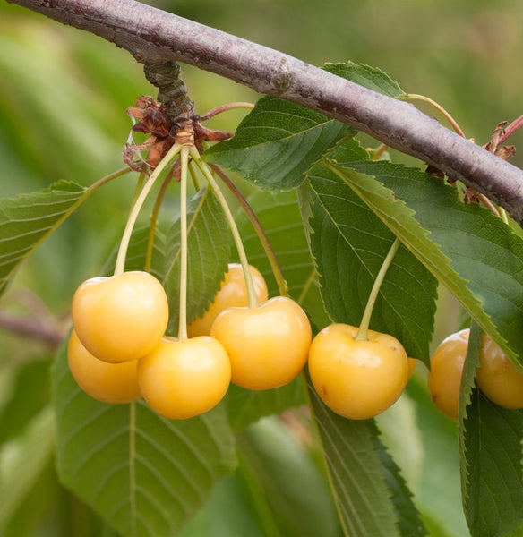 Süßkirschen am Zweig mit Blättern
