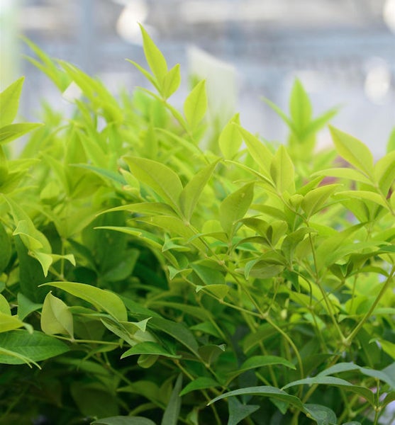 Nandinastrauch mit grünen Blättern.