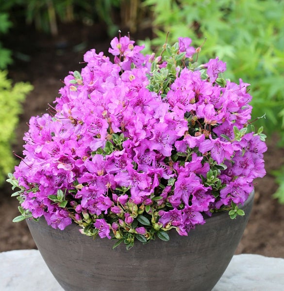 Topf mit blühender Alpenrose auf Steinuntergrund