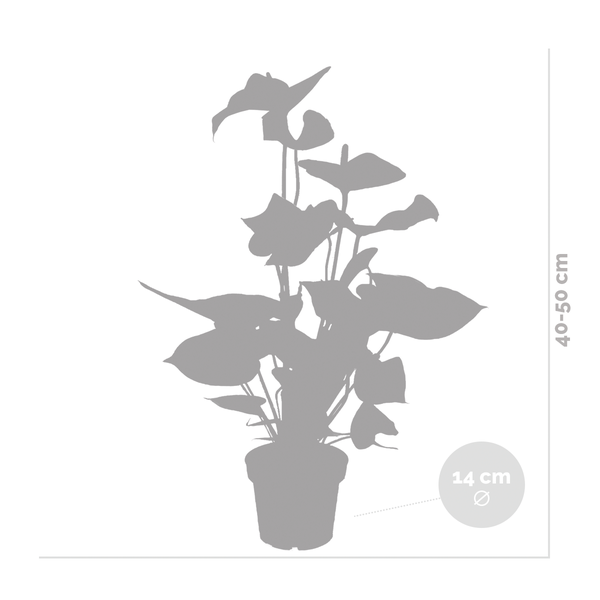 Bloomique - 2er Set - Anthurium Andreanum - Rot - Flamingoblume - Blühende Zimmerpflanzen - Pflegeleicht - Höhe 40-50 cm - Topf 14 cm