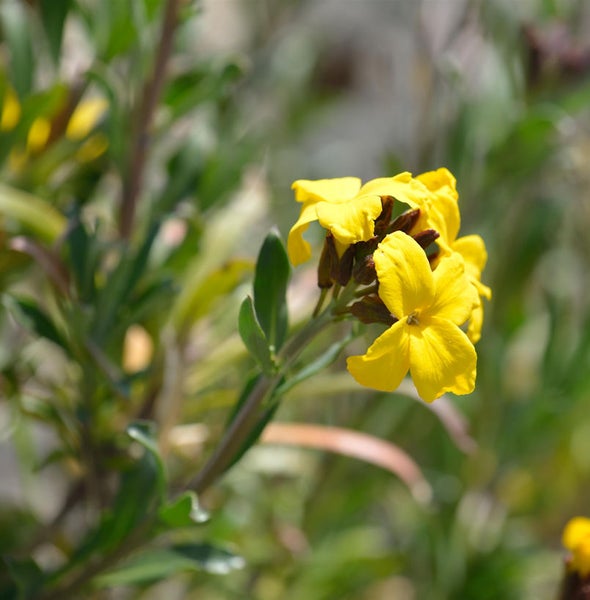 Nahaufnahme einer gelben Goldlack Pflanze im Garten.