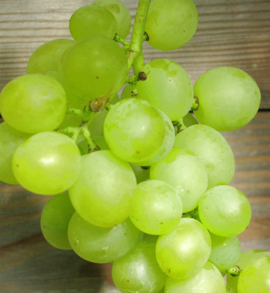 Traube mit hellen Beeren