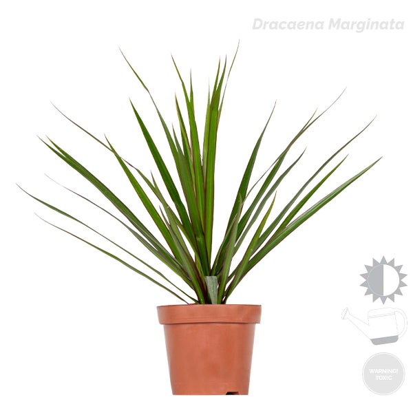 4x Dracaena Zimmerpflanzen Mix -Wahnecki-Marginata-Zitrone-Bicolor - Luftreinigend – ⌀12 cm - ↕25-35
