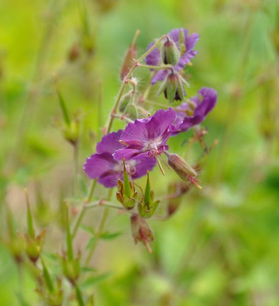 Nahaufnahme einer blühenden Storchschnabel Pflanze