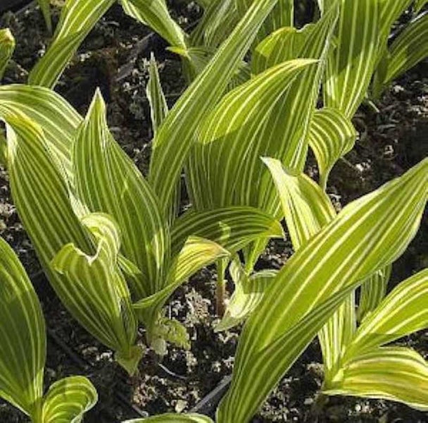 Blätter der Weißrand-Funkie im Detail