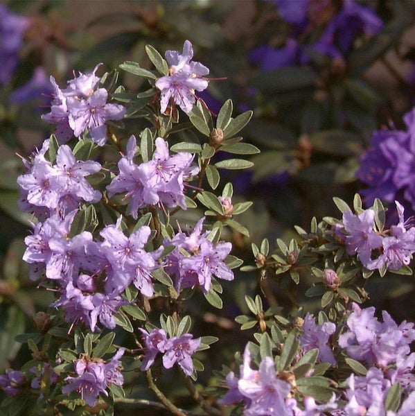 Nahaufnahme eines Rhododendronstrauchs mit lila Blüten