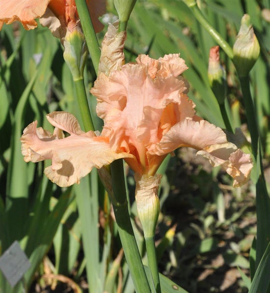 Nahaufnahme einer einzelnen, apricotfarbenen Schwertlilie mit grünen Stängeln