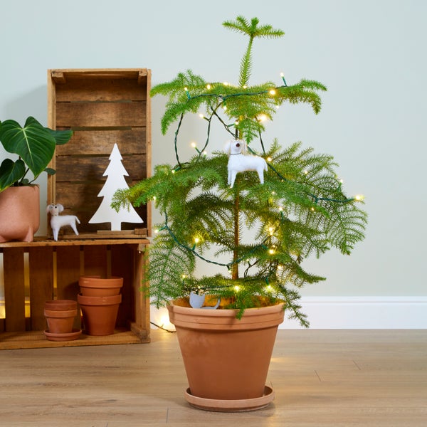 Bloomique - Araucaria Heterophylla - Zimmertanne - Norfolktanne - Zimmerpflanzen - Weihnachtsdeko - Höhe 80-100 cm - Topf 21 cm