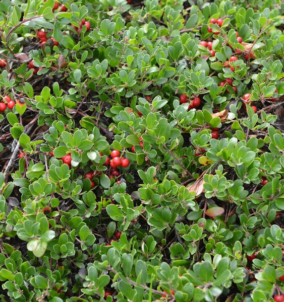 Bildausschnitt einer Bärentrauben Pflanze mit grünen Blättern und roten Beeren.
