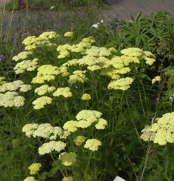 Schafgarbe mit gelben Blüten im Garten.