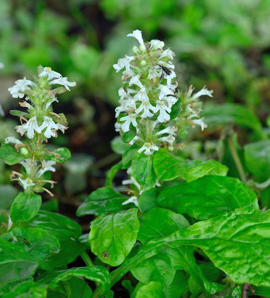Kriechender Günsel mit weißen Blüten und grünen Blättern