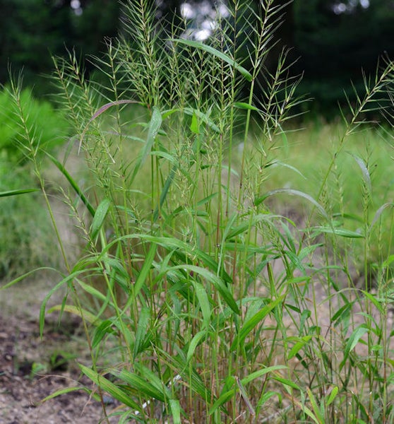 Nahaufnahme von Ziergras im Garten.