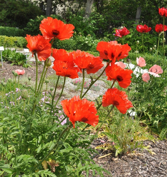 Nahaufnahme von roten Mohnblumen im Gartenbeet