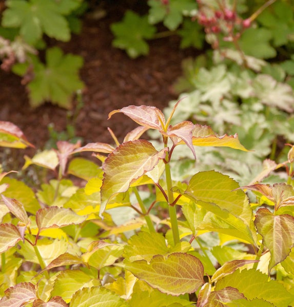 Goldgelber Hartriegel im Gartenbeet.