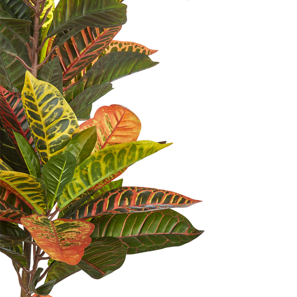 Dekorative Zimmerpflanze mit bunten Blättern