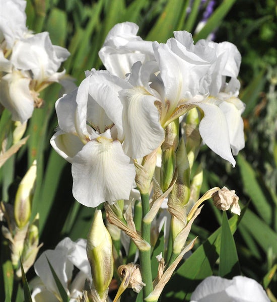 Nahaufnahme einer weißen Schwertlilie im Garten.