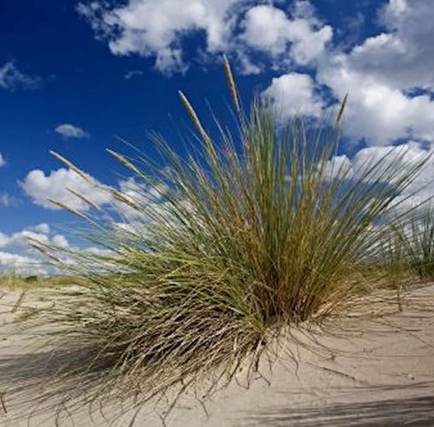 Strandhafer auf Sand