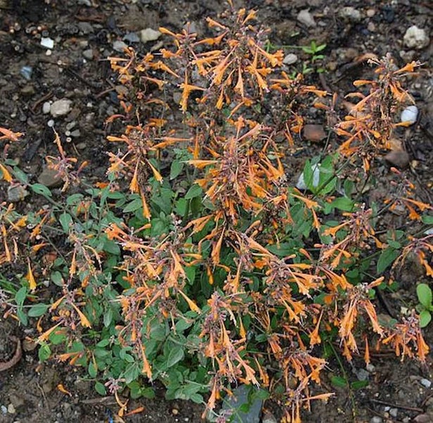Orangerotes Geißblatt im Gartenbeet