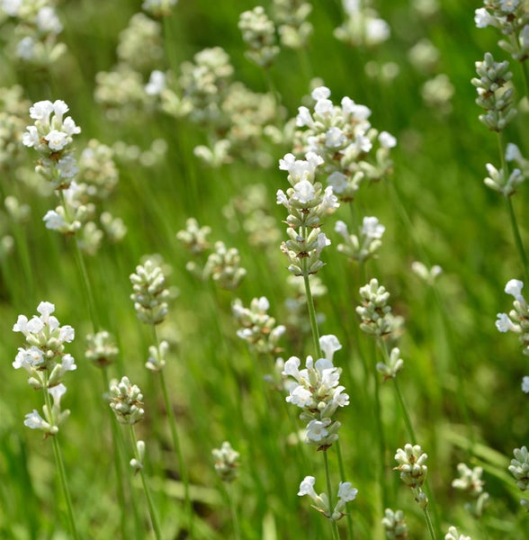 Nahaufnahme von weißem Lavendel im Garten