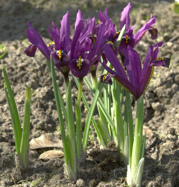 Gruppe von Zwerg-Iris Pflanzen im Gartenbeet