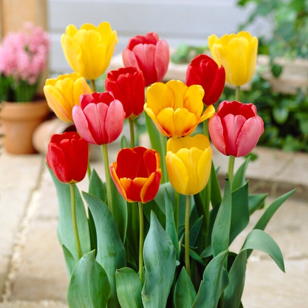 Bloomique - 20er-Mix - Tulipa Darwin Hybrid Mix - Tulpenzwiebeln - Farbmischung - Blumenzwiebeln - Frühlingsblüte - mehrjährige Pflanzen - wird bis zu 55-60 cm groß