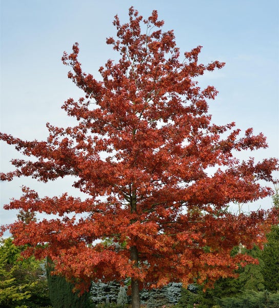 Baum mit herbstlichem Blätterkleid