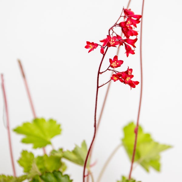 Grauer Teppich mit Rautenmuster auf einer Terrasse