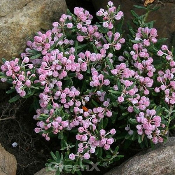 Andromeda polifolia 'Compacta' zwischen Steinen