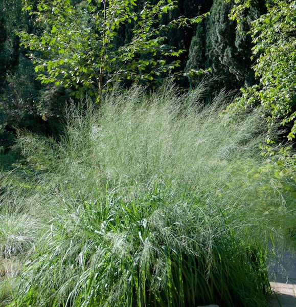 Dekorative Rutenhirse im Garten.