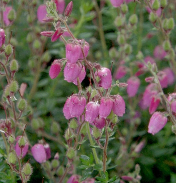 Nahaufnahme von rosafarbenen Glockenheideblüten